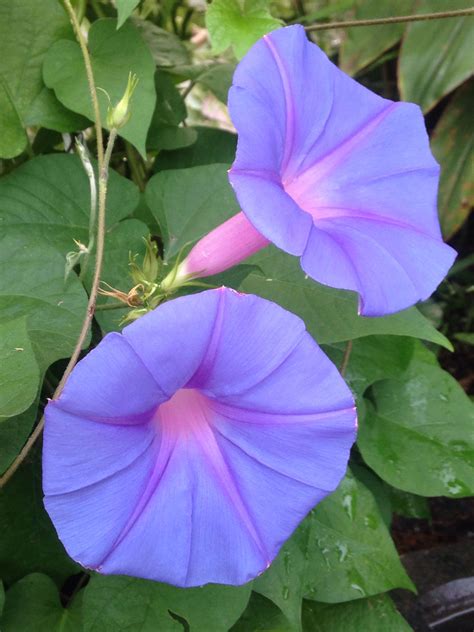 A beautiful morning with morning glory in the garden. | Morning glory flowers, Morning glory 