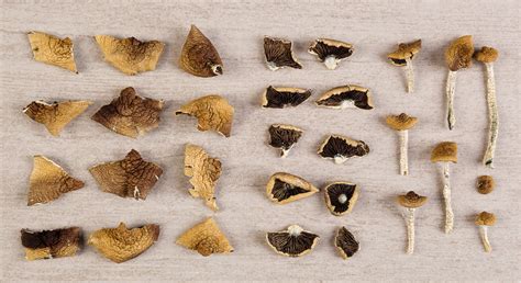 What Are The Differences Among Magic Mushroom Strains And Their Trips