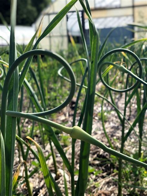 Garlic Scapes Storage And Cooking Tips Perkins Good Earth Farm