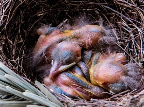 How Long Do Birds Stay In The Nest Reasons Explained