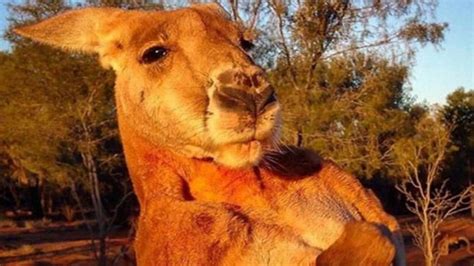 Meet Roger The Hunky Kangaroo Who Scares The World With His Muscles India Today