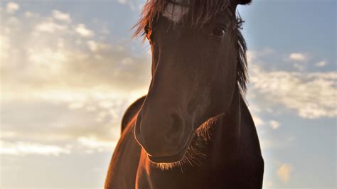 Mammals Animals Horse Pets Lovers