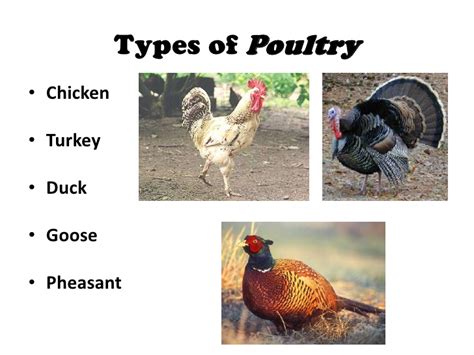 Chicken is the most popular type of poultry, and it is the second most consumed meat in the world. Meat & Poultry PowerPoint