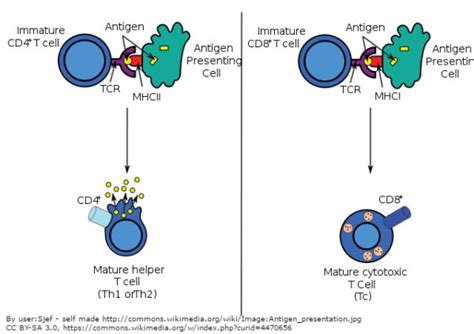 Antigen Presenting Cells And T Cells Bioserendipity