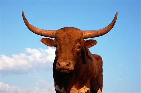 Texas Longhorn Cattle Stock Photos Pictures And Royalty Free Images Istock