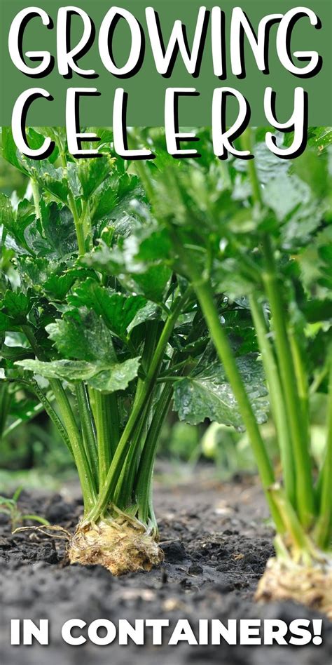 Celery Plants Growing In The Ground Food Garden Edible Garden Kitchen