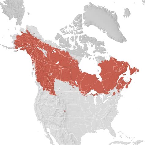 White Winged Crossbill Range Map Breeding Ebird Status And Trends