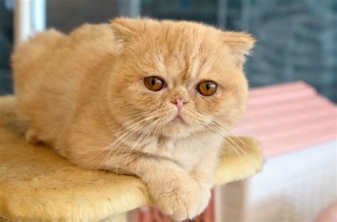 Exotic Shorthair Breed Profile Characteristics Care