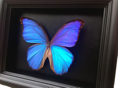 Blue Morpho Butterfly Taxidermy Real Butterfly Decor Framed Etsy