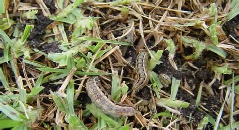 Types Of Lawn Grubs Pot And Plant