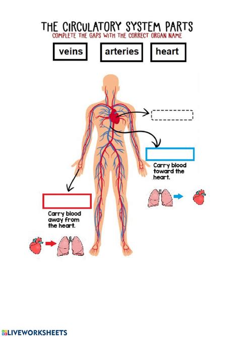 Circulatory System Interactive Worksheet