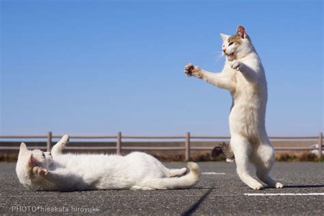 久方 広之 のら猫拳 On Twitter Dancing Animals Dancing Cat Funny Animals