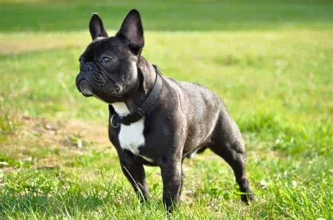 The french bulldog is small in size, and the teacup kind is not a variety but involves extremely miniature dogs which have been downsized to create an attractive, adorable breed. French Bulldog Colors Explained (WITH PHOTOS) - petsKB