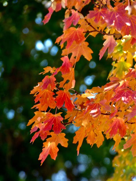 These properties are owned by a bank or a lender who took ownership through foreclosure proceedings. Fall foliage on my Bigtooth Maple tree | Foliage, Fall ...