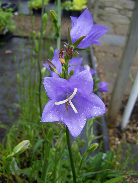 Buy Campanula Plants In Variety By Mail Order