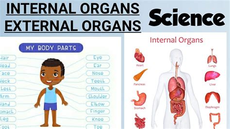 External And Internal Organs Parts Of Our Body 2 Internal Organs