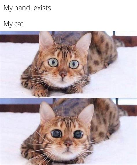 Cat Meme Meme By X Ax Memedroid
