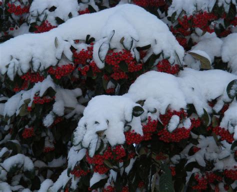 Snowberries Jenny Jones Flickr