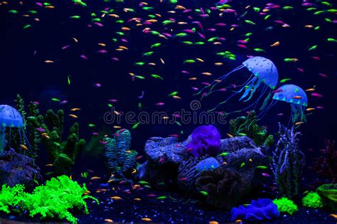Jellyfish With Corals And Fish Stock Photo Image Of Aurita Aquatic