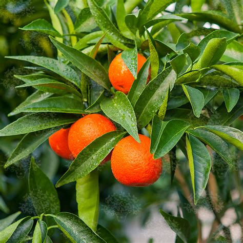 Clementine - Oscar Tintori - Nurseries Worldwide - Citrus Plants