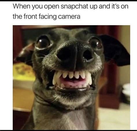 Download Meme Dog Looking At Camera Png And  Base