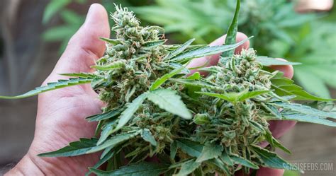 During this stage, resin glands start forming on the buds and work their ways down to the leaves. How to flower a cannabis plant - Sensi Seeds - Sensi Seeds