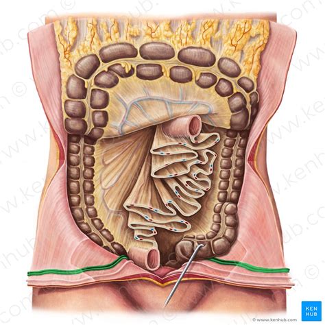 Median Umbilical Ligament Definition Anatomy Function Kenhub Porn Sex