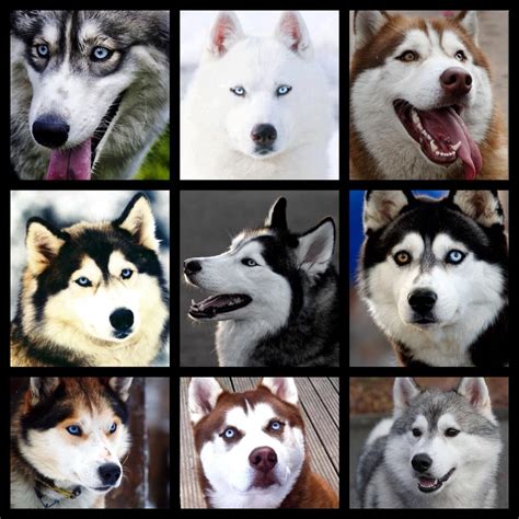 just a few of the many faces and colours of the siberian husky not only do the coats come in a