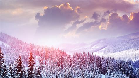 Snow Forest Wallpaper Wallpapertag