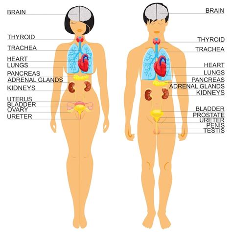 Menselijk Lichaamsanatomie Darmen Vector Illustratie Illustration My