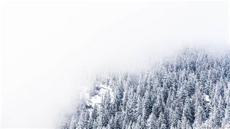 Thick Fogs Hovering Over Snow Covered Pine Trees Macbook Air Wallpaper