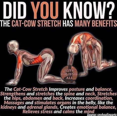 How to do cat/cow in two different ways with antranik подробнее. WELLNESS - Cat/Cow Stretch | Yoga postures, Yoga anatomy