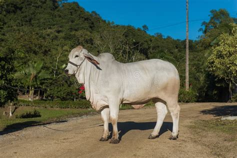 Breeding Of The Brahman Cattle Breed Stock Photo Image Of Genetics