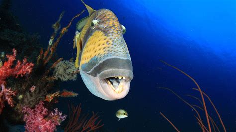 Amazing Reef Fish · Aussie Divers Phuket