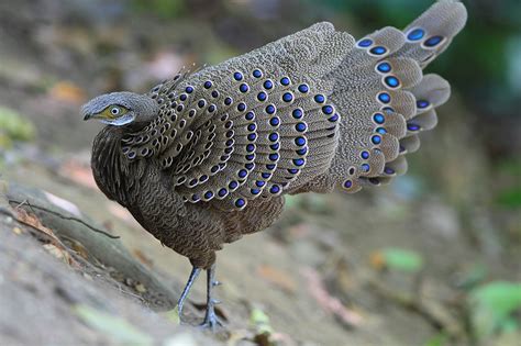 Grey Peacock-Pheasant - BirdForum Opus | BirdForum
