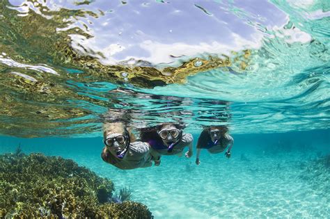 Snorkel Tours Sydney Dive Safari Reservations