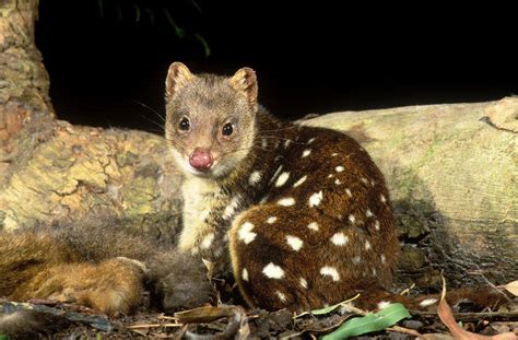 Spotted Tailed Quoll Project The Paddy Pallin Foundation
