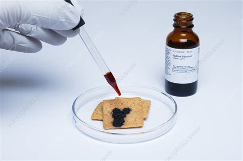 Iodine only reacts with the coiled polymer, cannot detect reducing sugars. Iodine test for starch - Stock Image - C030/7158 - Science ...
