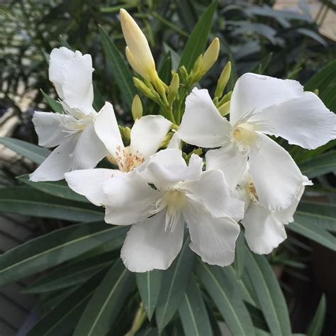 Photo 58486 Nerium Oleander Hardy White Plant Lust