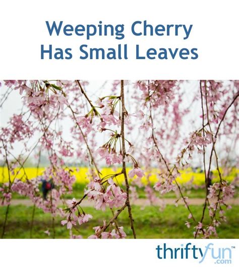 Weeping Cherry Has Small Leaves Thriftyfun
