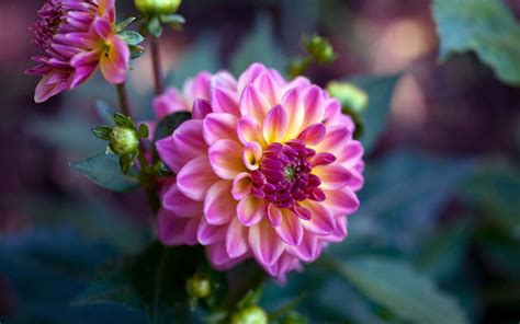 Pink And Yellow Dahlia Flower Wallpaper Beauty Wallpaper For You