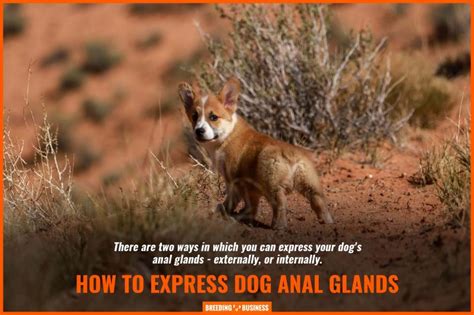 Expressing A Dogs Anal Glands Definition Methods And Faq