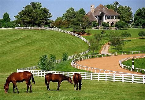 Lexington Kentucky Donamire Farm Kentucky Horse Farms Horse Farms