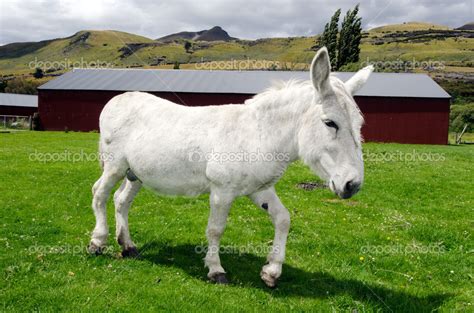 White Donkey Stock Photo By ©lucidwaters 41048877