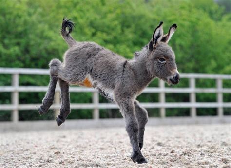 Donkey Foal Arrives During Rehearsal For ‘epic Performance Horse And Hound