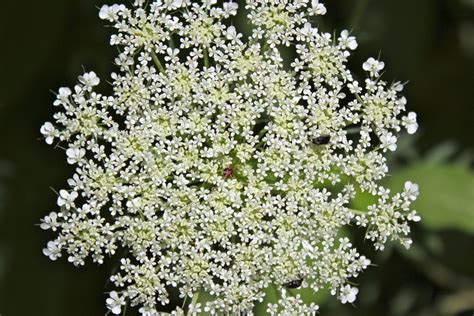 Queen Annes Lace Virginia Wildflowers