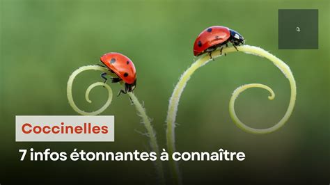 7 Infos étonnantes à Connaître Sur Les Coccinelles Youtube