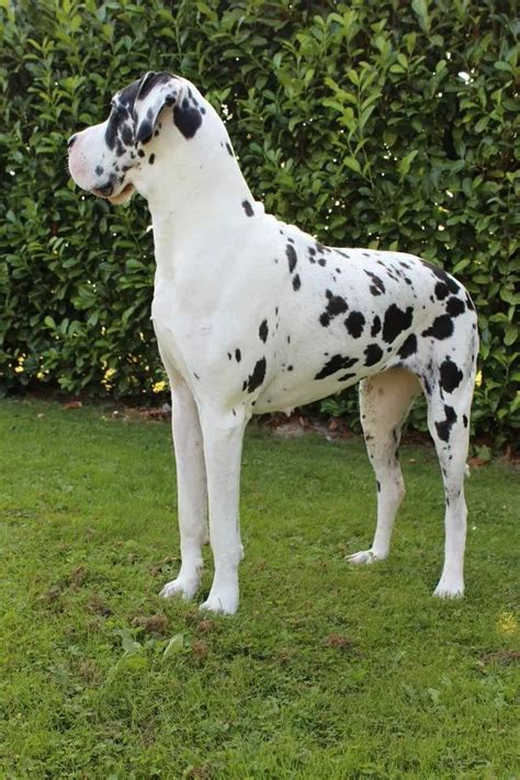 This post may contain affiliate links. Mama Saartje (Cera Dutch Royal Star) | Great dane, Animals, Dogs