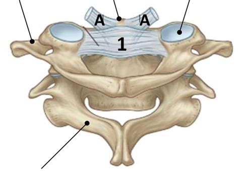 Atlanto Occipital Joint Diagram Quizlet