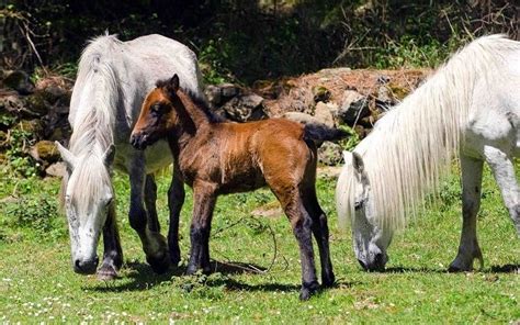 galician horse alchetron   social encyclopedia